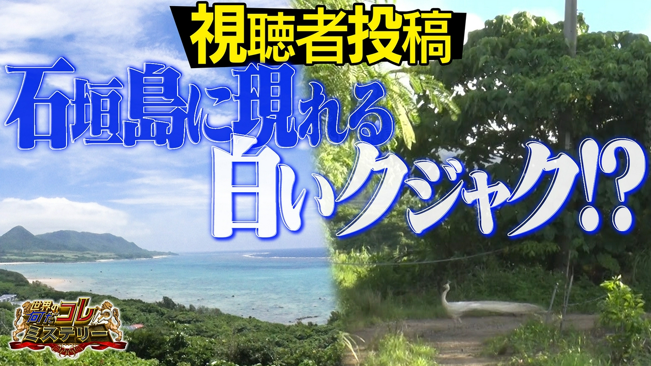 視聴者投稿！封印された箱＆白のクジャク？